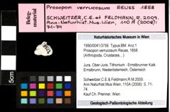 Foto (Objekt + Etiketten) von Prosopon verrucosum (Reuss, 1858) 